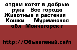 отдам котят в добрые руки - Все города Животные и растения » Кошки   . Мурманская обл.,Мончегорск г.